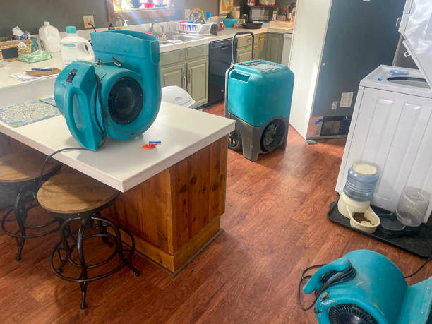 Best Mold removal after water damage  in New Iberia, LA